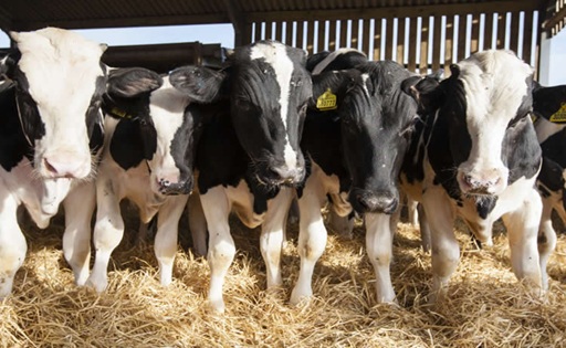 Esto proyecta el USDA para la producción global de leche en 2026 p