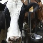 Europa pierde millones de vacas lecheras y alerta al sector