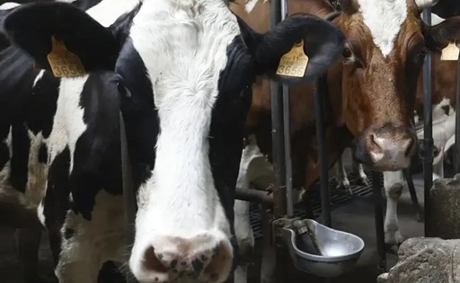 Europa pierde millones de vacas lecheras y alerta al sector