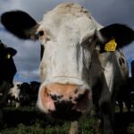 Flavio Mastellone y desafíos del sector lácteo prioridades para 2026