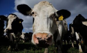 Flavio Mastellone y desafíos del sector lácteo prioridades para 2026