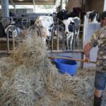 Galicia baja de 5.000 granjas pero lidera la producción de leche 2 Galicia baja de 5.000 granjas pero lidera la producción de leche