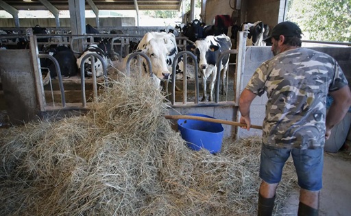 Galicia baja de 5.000 granjas pero lidera la producción de leche