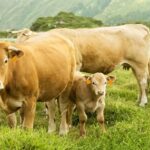 Galicia pierde granjas y España comenzará a importar leche