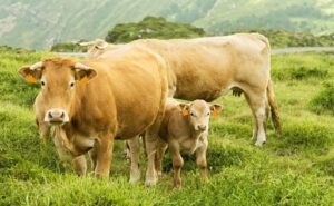 Galicia pierde granjas y España comenzará a importar leche