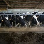 Galicia se afirma como potencia láctea europea 2 Galicia se afirma como potencia láctea europea