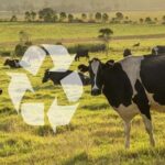 Ganadería el rol oculto que salva al campo