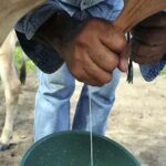 Ganaderos en Arauca resisten clima adverso y caída del precio de la leche