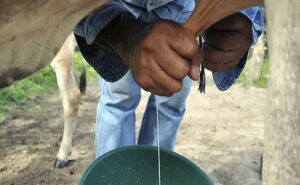Ganaderos en Arauca resisten clima adverso y caída del precio de la leche
