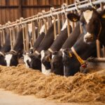 La digestión de la fibra, eje clave para una producción de leche eficiente y sostenible 1 La digestión de la fibra, eje clave para una producción de leche eficiente y sostenible