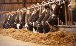 La digestión de la fibra, eje clave para una producción de leche eficiente y sostenible