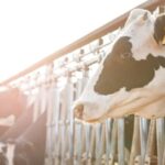 La producción de leche crece, pero en menos manos 2 La producción de leche crece, pero en menos manos