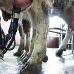 Mallorca pierde 3 millones de litros de producción de leche en solo cuatro años 2 Mallorca pierde 3 millones de litros de producción de leche en solo cuatro años