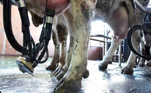 Mallorca pierde 3 millones de litros de producción de leche en solo cuatro años