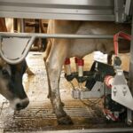 Por qué vacas y humanos pueden ser huéspedes de la gripe aviar 2 Por qué vacas y humanos pueden ser huéspedes de la gripe aviar