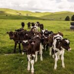 Australia prevé una leve suba en la producción de leche en 2026 1 Prevén leve suba para producción de leche en Australia en 2026