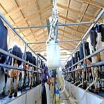 Productores de leche reclaman medidas urgentes para evitar más cierres