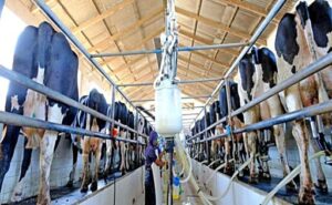 Productores de leche reclaman medidas urgentes para evitar más cierres