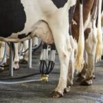 Rabobank anticipa presión bajista en los precios lácteos en 2026 3 Rabobank anticipa presión bajista en los precios lácteos en 2026