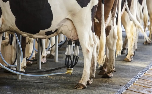 Rabobank anticipa presión bajista en los precios lácteos en 2026