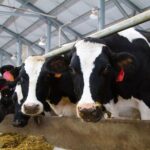 Ranking lácteo en Chile la recepción industrial crece y consolida liderazgo