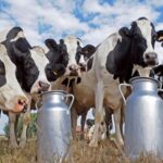 Santa Fe se destruye la rentabilidad de la lechería