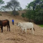Sequía en Manabí dispara costos y complica producción láctea 2 Sequía en Manabí dispara costos y complica producción láctea