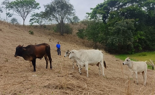 Sequía en Manabí dispara costos y complica producción láctea