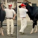 Una vaca colombiana es Gran Campeona Holstein de Latinoamérica 2 Una vaca colombiana es Gran Campeona Holstein de Latinoamérica