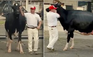 Una vaca colombiana es Gran Campeona Holstein de Latinoamérica
