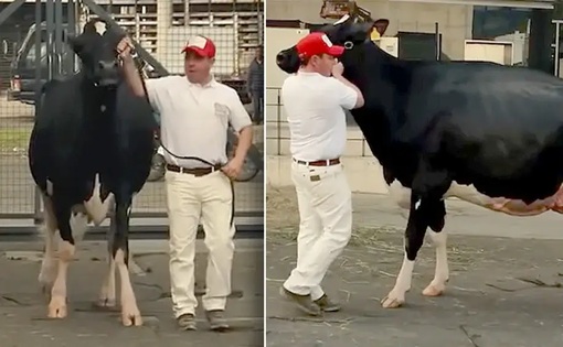 Una vaca colombiana es Gran Campeona Holstein de Latinoamérica