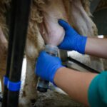 IA para ordeño ovino: Castilla y León innova 2 ordeño ovino con inteligencia artificial