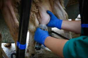 ordeño ovino con inteligencia artificial