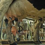 Alarma en la lechería argentina desbalance en la cadena tras boom productivo