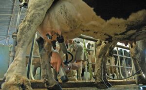 Alarma en la lechería argentina desbalance en la cadena tras boom productivo