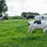 Año lechero más leche, menor precio al productor