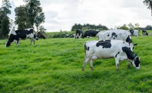 Año lechero más leche, menor precio al productor