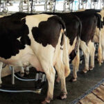 Argentina producción lechera crece pese a tambos que cierran