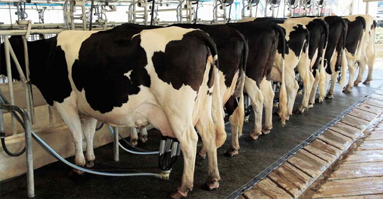 Argentina producción lechera crece pese a tambos que cierran