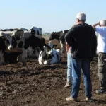 Buena señal repunta la leche en polvo y anima a la lechería argentina