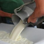 Cae la producción de leche en Olancho y alerta al sector lácteo hondureño