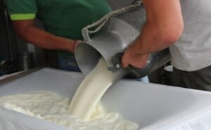 Cae la producción de leche en Olancho y alerta al sector lácteo hondureño