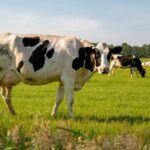 Calidad de leche CREA alerta en la cadena láctea