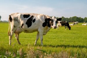 Calidad de leche CREA alerta en la cadena láctea