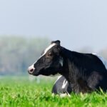 Chile confirma alto potencial del sector lácteo y traza una hoja de ruta