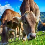 Colombia: políticas económicas y ganadería, ¿una “fórmula” que afecta al sector? 2 Colombia políticas económicas y ganadería