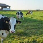 Detectan H5N1 en vaca europea y crece la alerta sanitaria