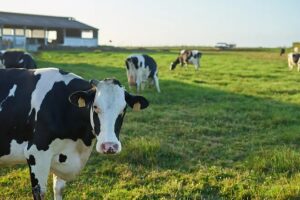 Detectan H5N1 en vaca europea y crece la alerta sanitaria