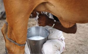 El arancel cero a la leche en polvo en Colombia reabre la discusión sobre competitividad láctea