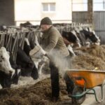 Ganaderos gallegos obtienen sentencia a favor contra cártel lácteo